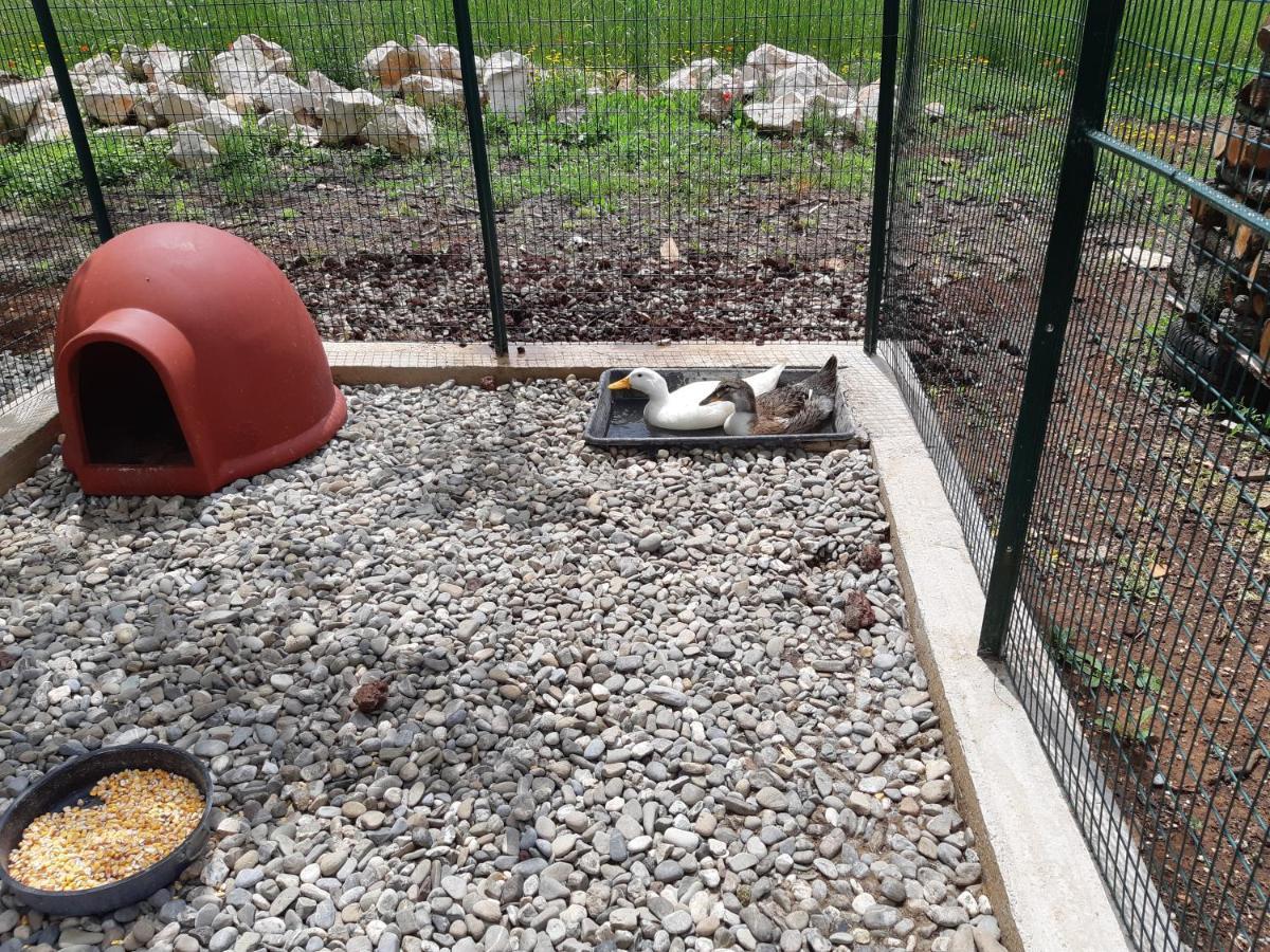 הוילה מרטינה פרנקה Trullo Della Rosa מראה חיצוני תמונה